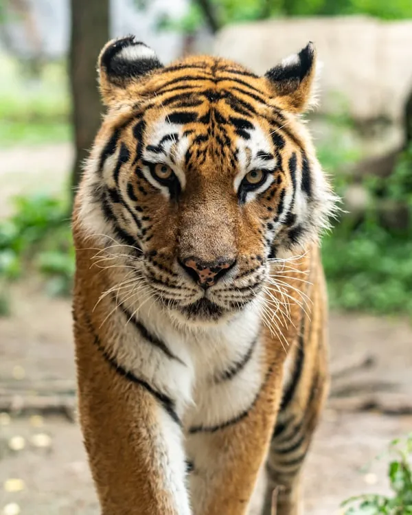 Pench National Park